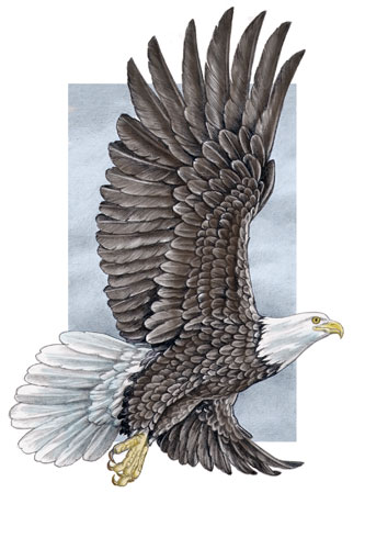 Eagle color