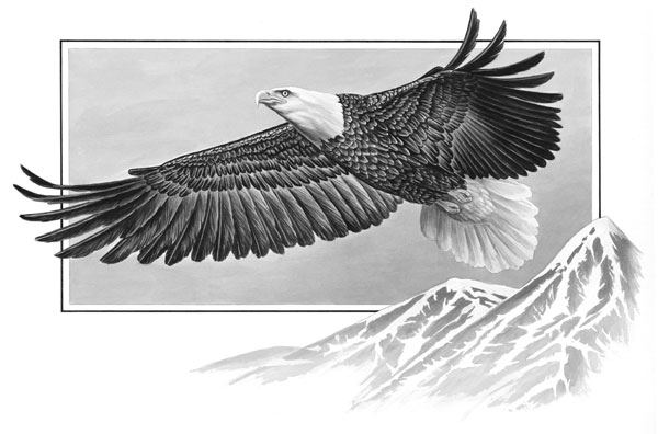 Eagle b&w