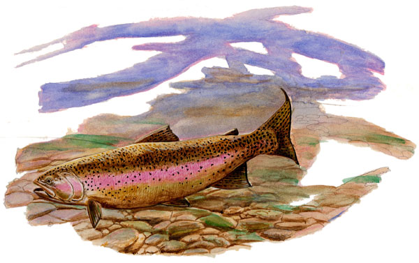 Salmon sketch