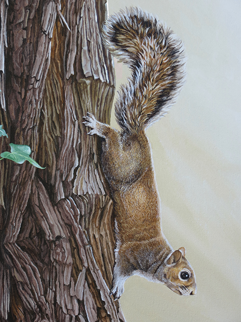 Squirrel-r detail