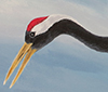 Crane Detail thumb-1