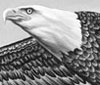Eagle 1 thumbnail