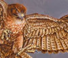 Hawk thumbnail