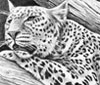 leopard thumbnail