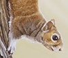 Squirrel-r thumbnail