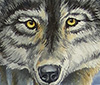 Wolf thumbnail