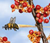 Bee thumbnail