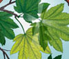 leaves thumbnail