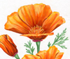 Poppies thumbnail